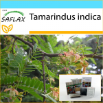 SAFLAX - Kingikomplekt - Tamarind - 4 seemet - Kinkekarbi, kaardi, etiketi ja potisubstraadiga - Tamarindus indica