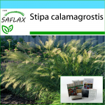 SAFLAX &ndash; kinkekomplekt &ndash; sulghein / faasani sabahein &ndash; 50 seemet &ndash; koos kinkekarbi, kaardi, etiketi ja potisubstraadiga &ndash; Stipa calamagrostis