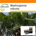 SAFLAX - Aed kotis - Mehhiko puuvillapalm - 12 seemet - Substraadiga sobivas p&uuml;stises kotis - Washingtonia robusta