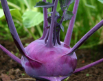 300 Delicatess Violet Kohlrabi seemned - vana juurvili - paljundatavad talupojaseemned - SemiSauvage