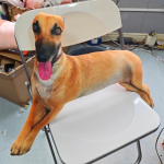 4 suurust elutruu hurt koera pehme padi prinditud sighthound t&auml;idisega viskepadi naljakas meem dekoratsioon mini koera v&otilde;tmehoidja kingitused. 38cm brown