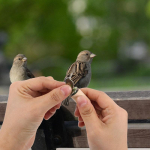 1 komplekt realistlik lindude kutsumise vile k&auml;sip&ouml;&ouml;rde disainiga roosapuu pulbriga lindude treenimiseks, vaatlemiseks, aias, pargis gray