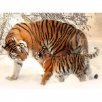 Teemantmaaling Loomad Tiger 5D Teemanttikandid T&auml;ielik teemantmosaiik kivist pilt 20X30CM