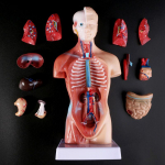 Inimese torso keha anatoomia anatoomiline meditsiiniline siseorganid &otilde;petamiseks 1pc