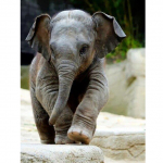 5D teemantmaaling elevant t&auml;isring puur loom uus saabumine teemanttikandid ristpistes 20X30CM punane