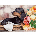 DIY 5D teemantmaal, t&auml;isring puur, loom, teemanttikand Full Round 20X30CM punane