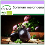 SAFLAX &ndash; Orgaaniline &ndash; Baklažaan &ndash; Black Beauty &ndash; 25 seemet &ndash; Solanum melongena