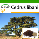 SAFLAX - Liibanoni seeder - 20 seemet - Potisubstraadiga paremaks kasvatamiseks - Cedrus libani