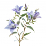 150 suure&otilde;ielist kelluka seemet (Platycodon grandiflorus azul) - Poolmetsik permakultuur