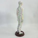 21,2 tolli pikk akupunktuuri mudel inimese keha PVC kerge kaal alusega professionaalidele Female