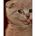 Teemantmaal 5d kassi &uuml;mmargune kivikivi pildid Ristpistes mosaiikmaja 20X30CM