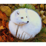 Loomade teemantmaal  White Gox  Ruumikaunistus Teemanttikandid 5D DIY Teemantmosaiik 20X30CM