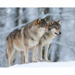 Teemanttikandid Hundi mosaiik 5D ristpistega teemantmaaling isetegemise kleebiste dekoormaalingud 20X30CM