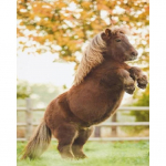 DIY Teemantmaal T&auml;isringi puur Ristpistes Maalimine Tikand K&auml;sit&ouml;&ouml; Uued saabunud Rhinestone Mosaiic Kaunistused koju 15x20CM