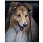 5D DIY Teemantmaali koer Ristpistes Mosaiik Teemanttikandid Roos T&auml;is&uuml;mmargune/ruudukujuline puur Kodukaunistus Round 20x30cm