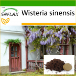 SAFLAX &ndash; Sinine Hiina Wisteria &ndash; 4 seemet &ndash; Potisubstraadiga paremaks kasvatamiseks &ndash; Wisteria sinensis