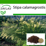 SAFLAX - sulghein / faasani sabahein - 50 seemet - Potisubstraadiga paremaks kasvatamiseks - Stipa calamagrostis