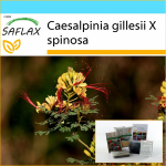 SAFLAX - Kingikomplekt - Paabulinnup&otilde;&otilde;sas - 10 seemet - Koos kinkekarbi, kaardi, etiketi ja potisubstraadiga - Caesalpinia gillesii
