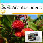 SAFLAX - Kingikomplekt - Maasikapuu - 50 seemet - Koos kinkekarbi, kaardi, etiketi ja potisubstraadiga - Arbutus unedo