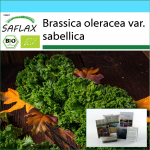 SAFLAX &ndash; Kinkekomplekt &ndash; Orgaaniline &ndash; Lehtkapsas &ndash; Westland Winter &ndash; 70 seemet &ndash; Koos kinkekarbi, kaardi, etiketi ja potisubstraadiga &ndash; Brassica oleracea