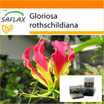 SAFLAX - Aed kotis - Aafrika roniliilia - 15 seemet - Substraadiga sobivas p&uuml;stises kotis - Gloriosa rothschildiana