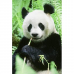 DIY Panda 5D Teemantmaal t&auml;isring puur Loom Teemanttikandid Ristpistes Mosaiik Komplektid Kunst Kodukaunistus Full Round 20x30CM