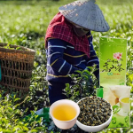 Hiina Taiwani k&otilde;rgm&auml;estiku piim Oolongi tee Jinxuan Oolongi lahtised lehed