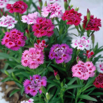 150 Hiina nelgi seemet &ndash; poolmetsik permakultuur