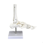 Inimese liigese mudel hariduslikuks otstarbeks, Meditsiiniline demonstratsioonivahend, Skeleti struktuur Teadus Foot