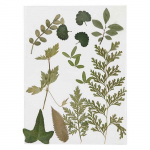 Assortiment de fleurs s&eacute;ch&eacute;es et pr&eacute;ss&eacute;es - Vert feuillage - 20 pcs roheline