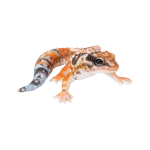 Ubia Leopard geko magnet, Valge/Oranž/Pruun, 10,5 x 9,5 x 4 cm, Kuju, Kaunistus, Loom, Aiakaunistus, Sisalik, H21170-3
