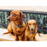 5D Teemantmaali Koer T&auml;isringi puur Teemanttikandid Pilt Mosaiik Rhinestone 20X30CM punane