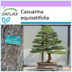 SAFLAX &ndash; Bonsai &ndash; Meriraudpuu &ndash; 200 seemet &ndash; Casuarina equisetifolia