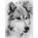 5D DIY Animal Wolf Teemantmaaling Rhinestone Art Pilt Terve &uuml;mmargune Teemanttikandid King Mosaiik Kodukaunistuse komplekt Full Round 20x30CM