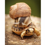 5D DIY t&auml;isteemantmaal kilpkonnade ja tigude teemanttikandid ristpistes 20X30CM