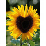 5D DIY Teemantmaal Armastus p&auml;evalill Teemanttikandid Mosaiik Ristpistega kaunistuskingitus 20X30CM