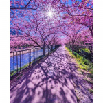 Teemanttikandid t&auml;isteemantk&auml;sit&ouml;&ouml; m&uuml;&uuml;k 3D teemantmaal kirsipuu pilt kodu teemantkaunistus Full Round 20X30CM