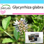 SAFLAX - Kingikomplekt - Lagrits - 30 seemet - Koos kinkekarbi, kaardi, etiketi ja potisubstraadiga - Glycyrrhiza glabra