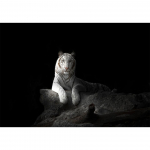 Valge tiiger 5D DIY Teemantmaaling Rhinestone Art Pilt Ristpistekomplekt T&auml;ielik teemanttikandid Loomad Mosaiik Kodukaunistus Full Round 20x30CM