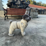 Talvine soojendusega koerajope Lemmikloomakoerte kost&uuml;&uuml;mide kutsika kerge nelja jalaga kapuutsiga mantel riided kaisukarule Big Combinaison suusale L-14 beež