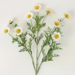 2500 Saksa kummeli seemet &ndash; poolmetsik permakultuur