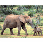 5D DIY Teemantmaaling Elevandipere tikandid Mosaiik Ristpistes Kirsikividekoratsioon 20X30CM