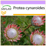 SAFLAX &ndash; Giant King Protea &ndash; 5 seemet &ndash; Protea cynaroides