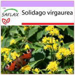 SAFLAX - Goldenrod - 100 seemet - Solidago virgaurea