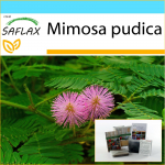 SAFLAX &ndash; Kingikomplekt &ndash; Tundlik taim &ndash; 70 seemet &ndash; Koos kinkekarbi, kaardi, etiketi ja potisubstraadiga &ndash; Mimosa pudica