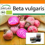 SAFLAX - Aed kotis - Mahe - Peet - Chioggia - 70 seemet - Substraadiga sobivas p&uuml;stises kotis - Beta vulgaris