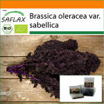 SAFLAX - Aed kotis - Orgaaniline - Lehtkapsas - Redbor - 50 seemet - Substraadiga sobivas p&uuml;stijas kotis - Brassica oleracea