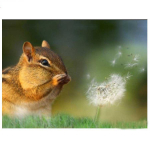 Maalimine Chipmunk V&otilde;ilill 5D DIY Teemanttikandid Orav Mosaiik T&auml;is&uuml;mmargune Teemantkomplektide Dekoor 20X30CM
