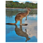 T&auml;is&uuml;mmargune teemantmaaling loom k&auml;nguru 5D isetehtud teemanttikandid 20X30CM