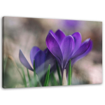 L&otilde;uenditr&uuml;kk Crocus Flowers Nature 60x40 lilla